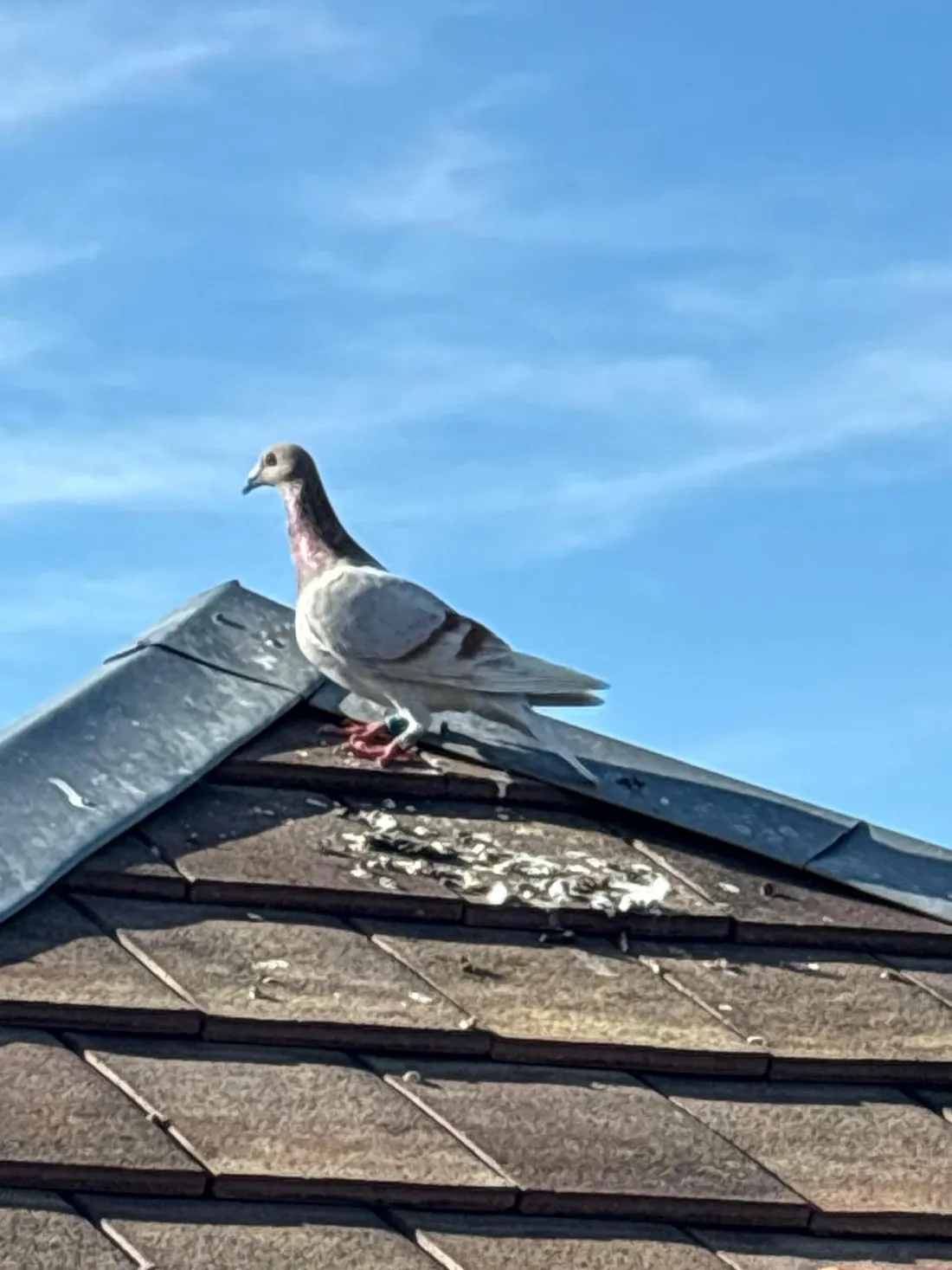 Pigeon posé sur un faîtage zinc couvert de fientes